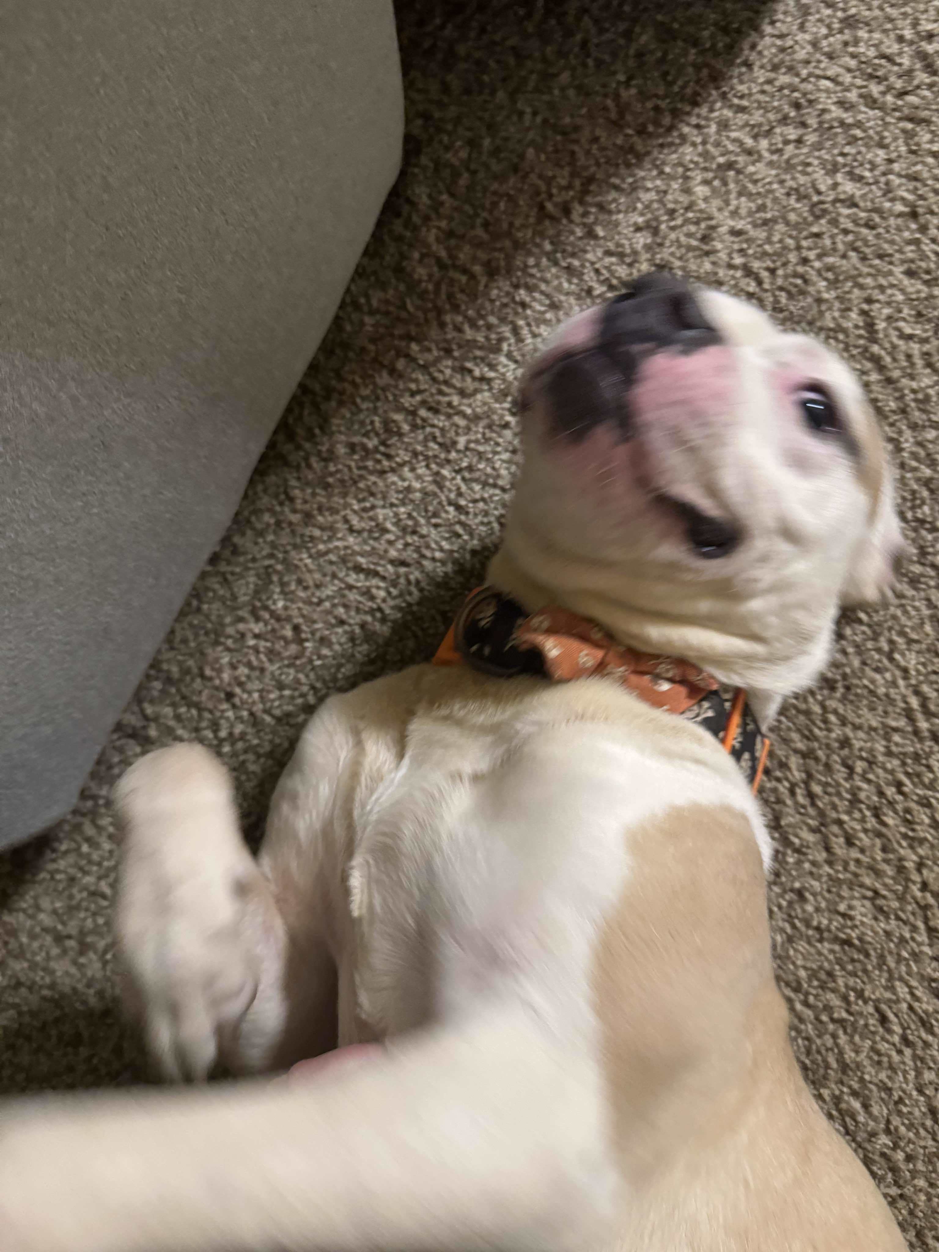 Thad, an adoptable Pit Bull Terrier, American Bulldog in Arlee, MT, 59821 | Photo Image 3