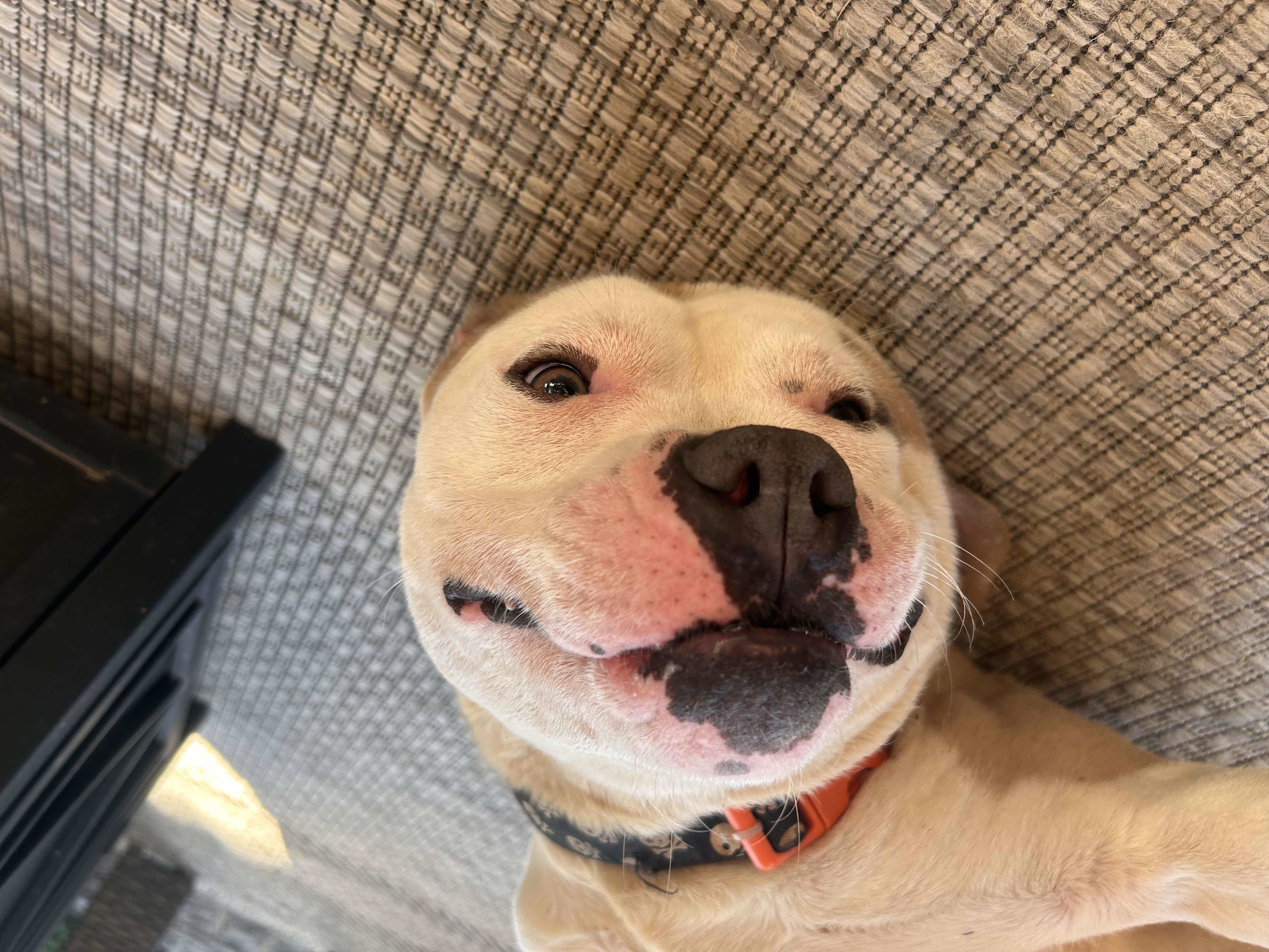 Thad, an adoptable Pit Bull Terrier, American Bulldog in Arlee, MT, 59821 | Photo Image 4
