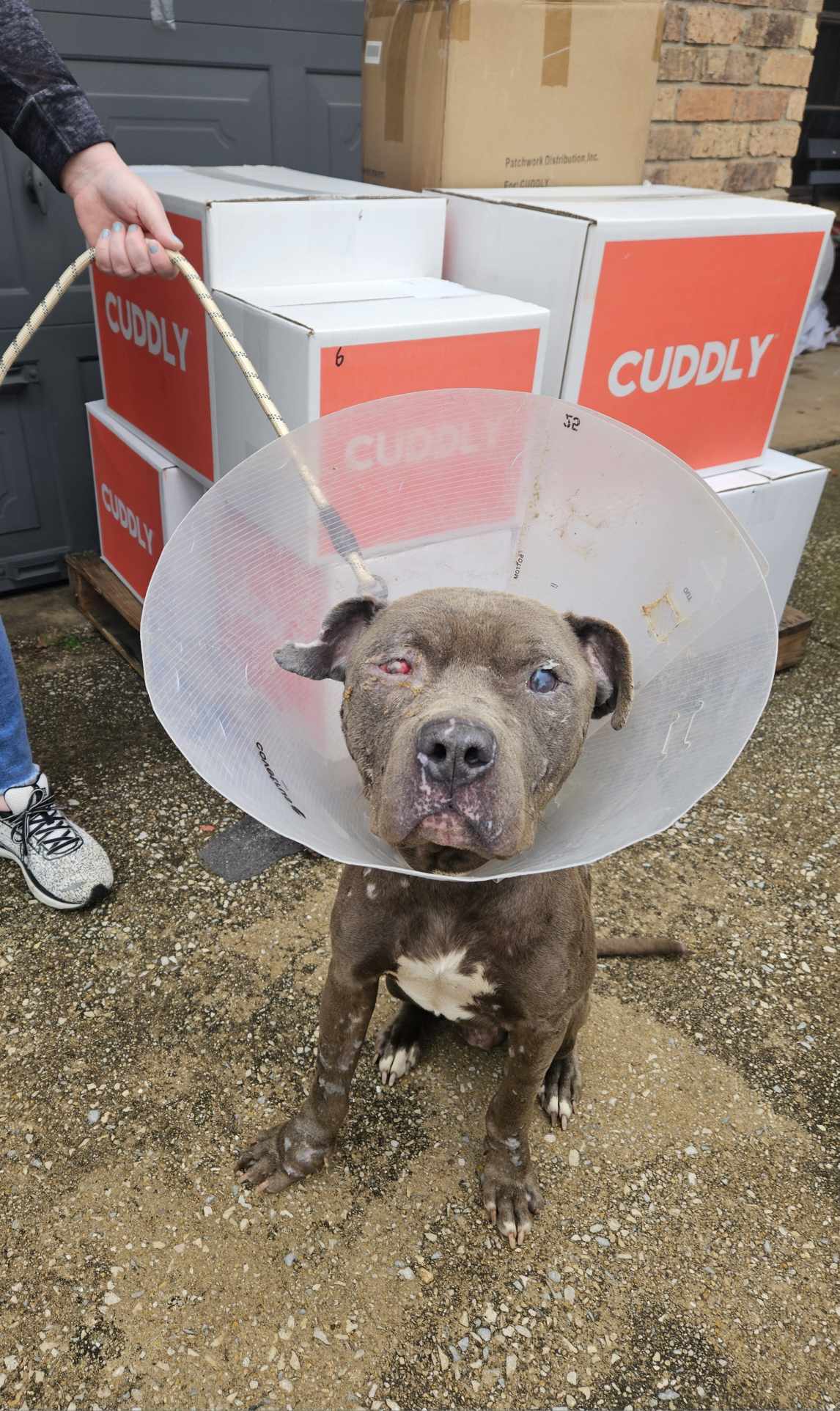 Apollo 2, an adoptable Pit Bull Terrier, American Staffordshire Terrier in Arlee, MT, 59821 | Photo Image 1