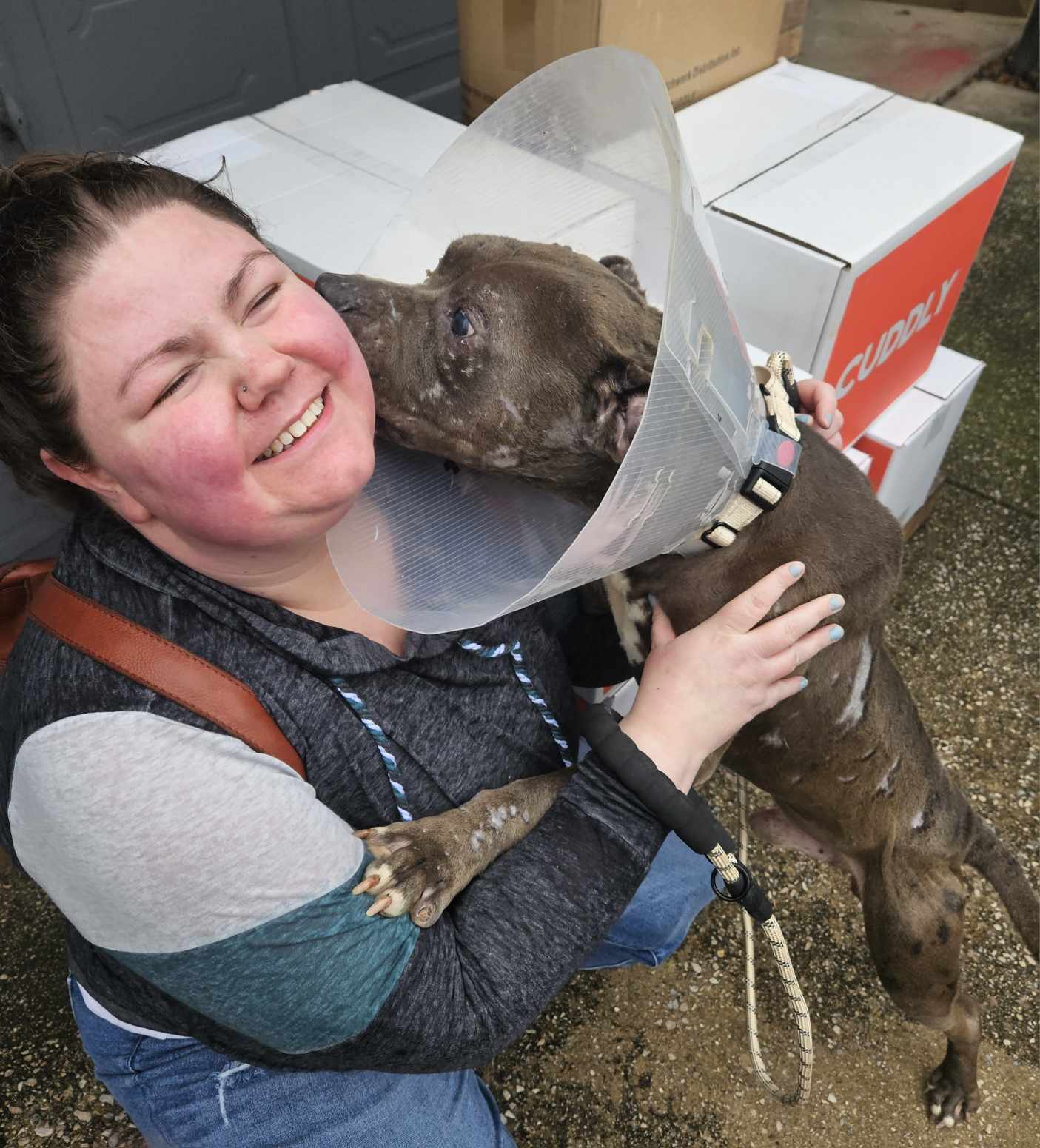 Apollo 2, an adoptable Pit Bull Terrier, American Staffordshire Terrier in Arlee, MT, 59821 | Photo Image 2