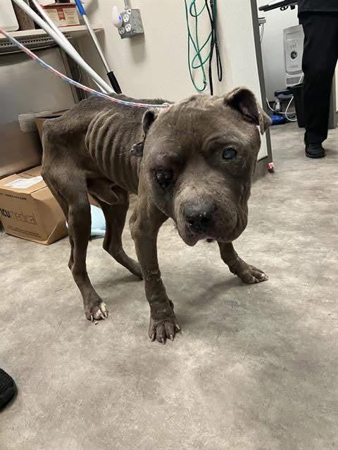 Apollo 2, an adoptable Pit Bull Terrier, American Staffordshire Terrier in Arlee, MT, 59821 | Photo Image 3