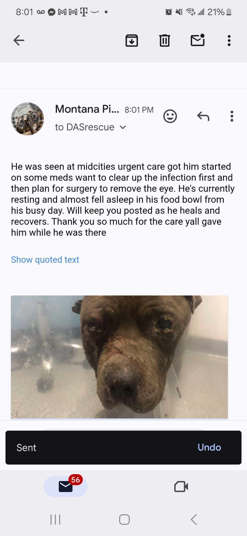 Apollo 2, an adoptable Pit Bull Terrier, American Staffordshire Terrier in Arlee, MT, 59821 | Photo Image 4