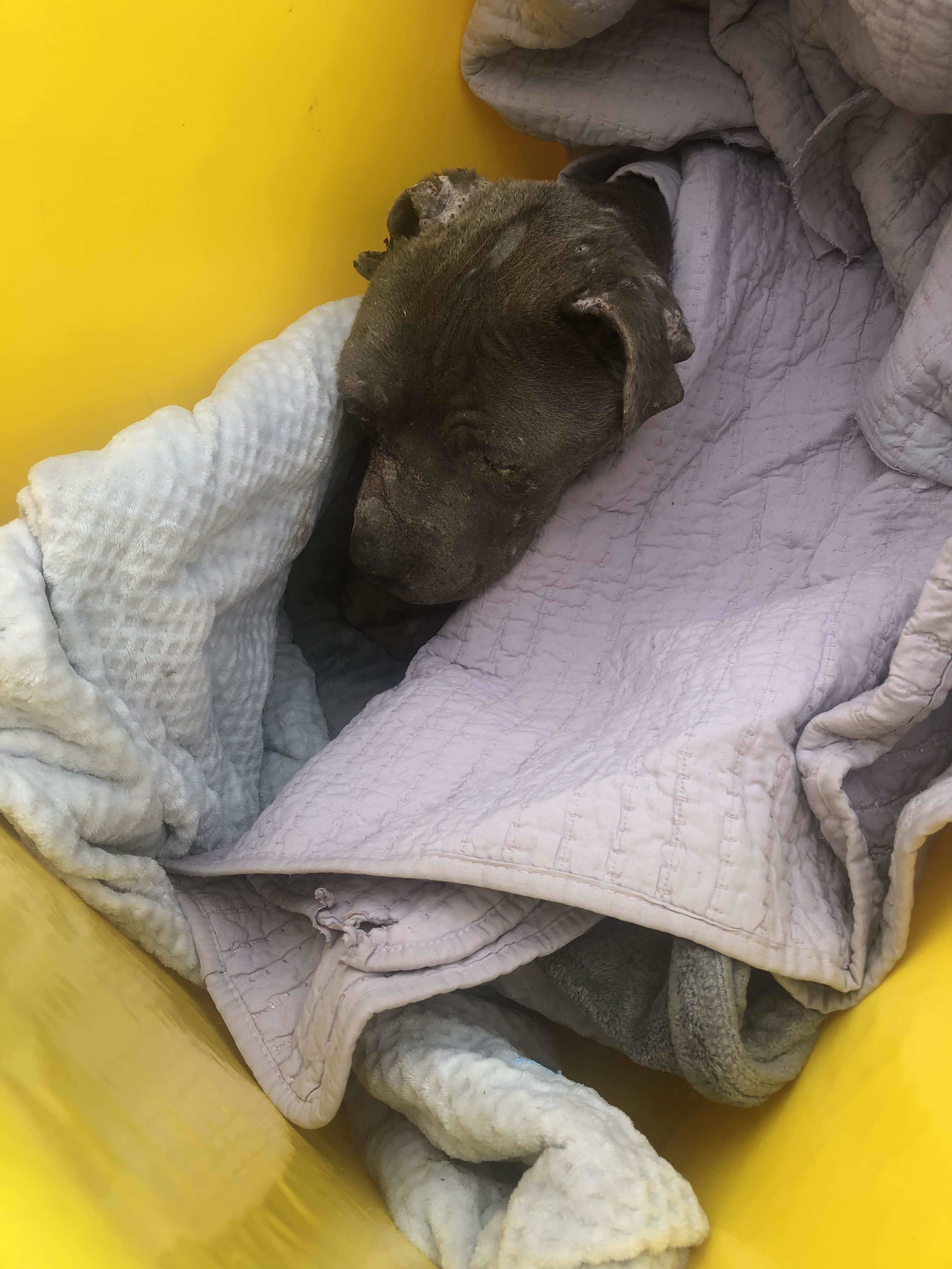 Apollo 2, an adoptable Pit Bull Terrier, American Staffordshire Terrier in Arlee, MT, 59821 | Photo Image 6