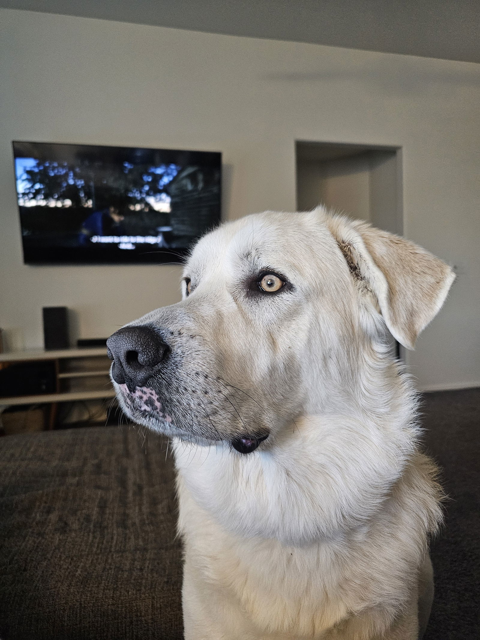 Gryffin