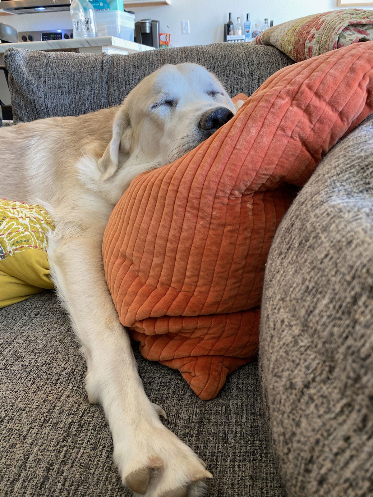 Gryffin