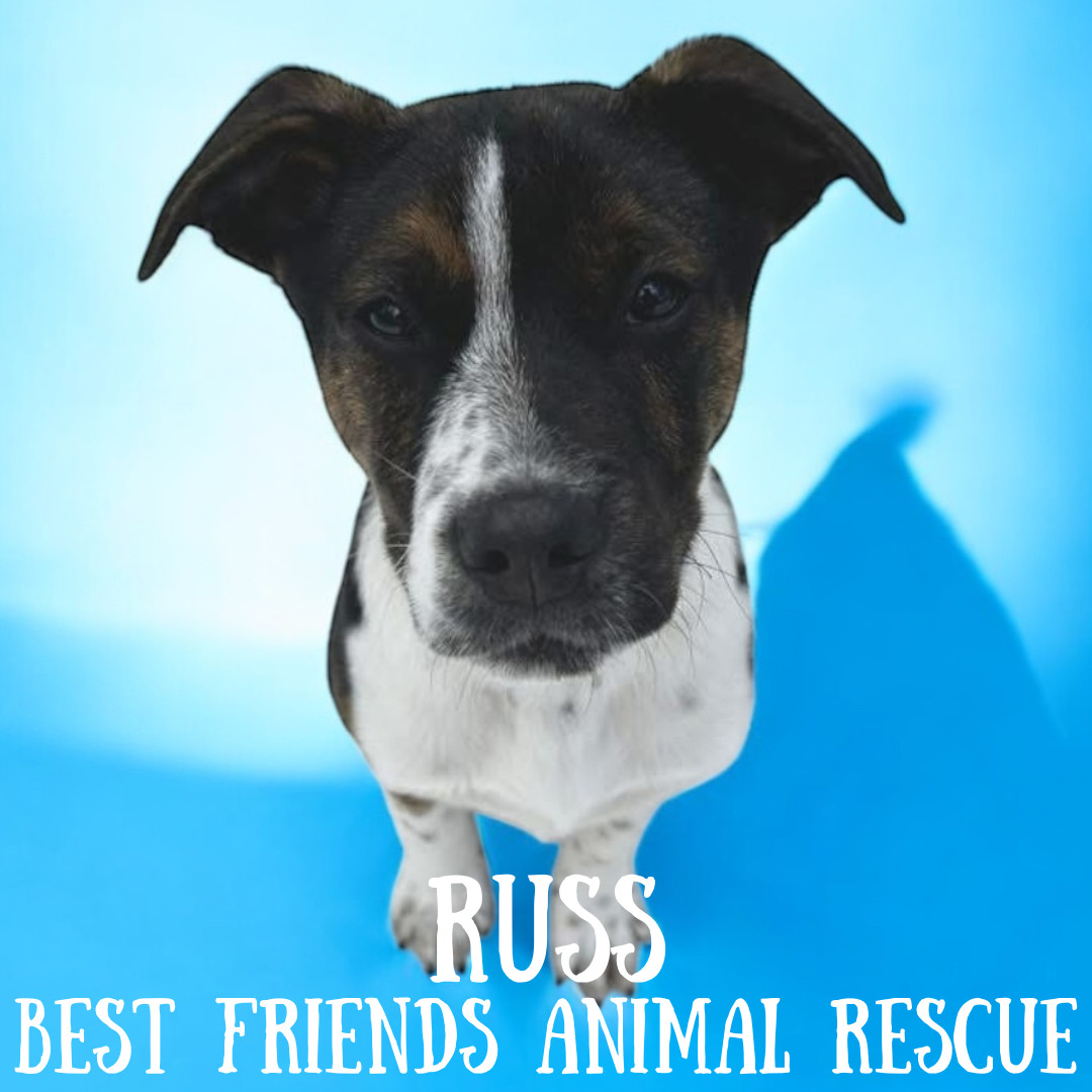 Russ, an adoptable Pit Bull Terrier, Border Collie in Wasilla, AK, 99654 | Photo Image 1
