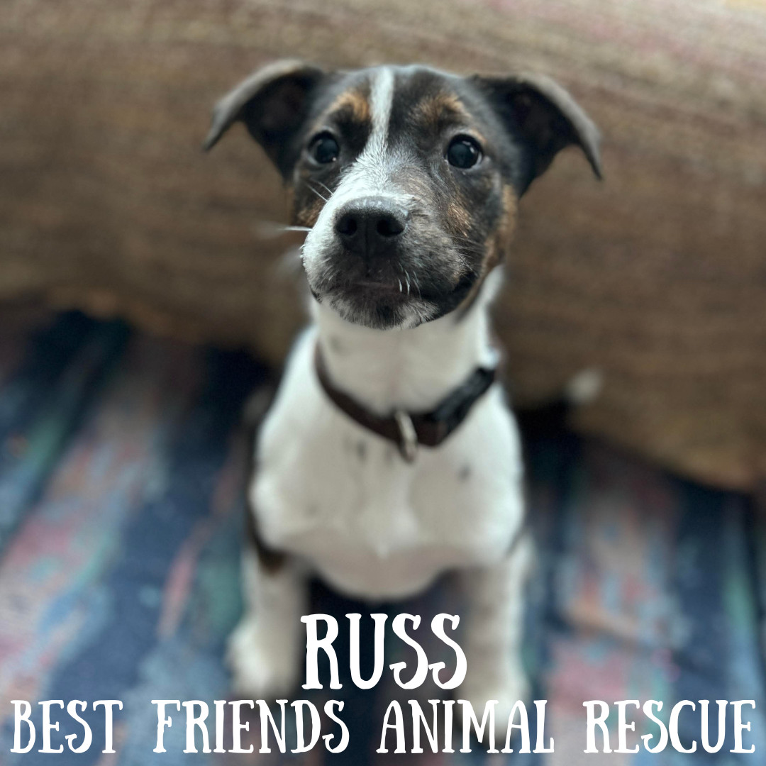 Russ, an adoptable Pit Bull Terrier, Border Collie in Wasilla, AK, 99654 | Photo Image 3