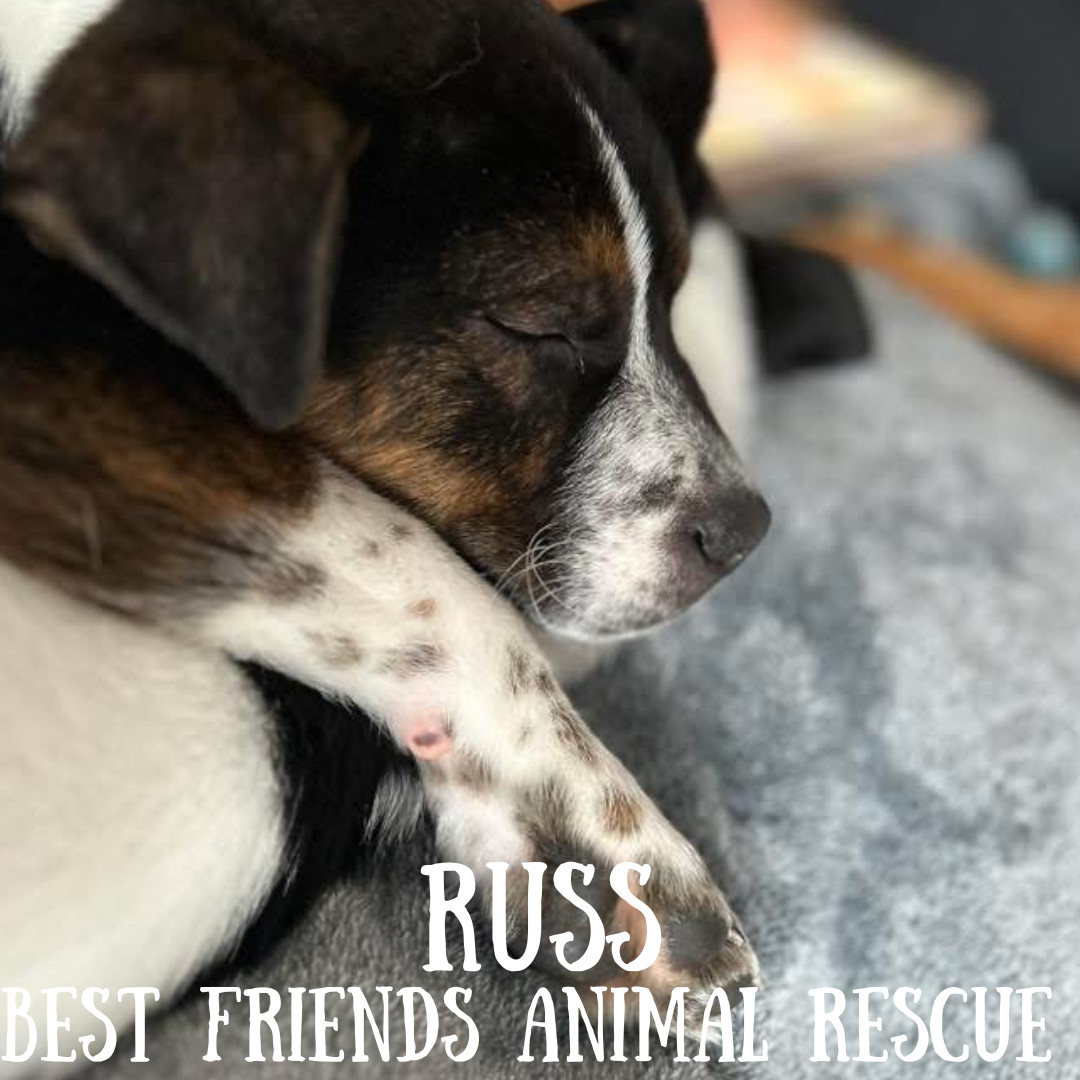 Russ, an adoptable Pit Bull Terrier, Border Collie in Wasilla, AK, 99654 | Photo Image 4