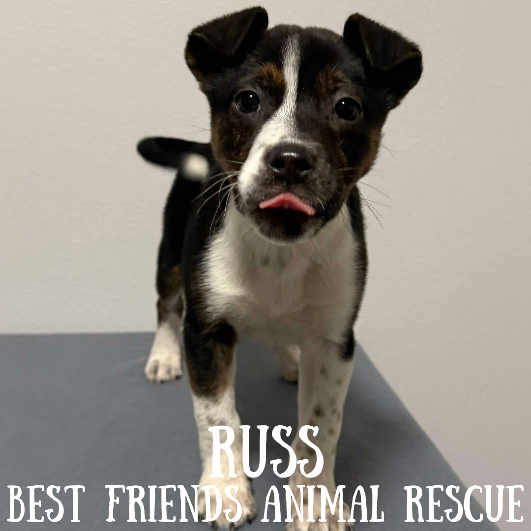 Russ, an adoptable Pit Bull Terrier, Border Collie in Wasilla, AK, 99654 | Photo Image 5