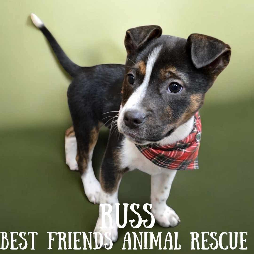 Russ, an adoptable Pit Bull Terrier, Border Collie in Wasilla, AK, 99654 | Photo Image 6