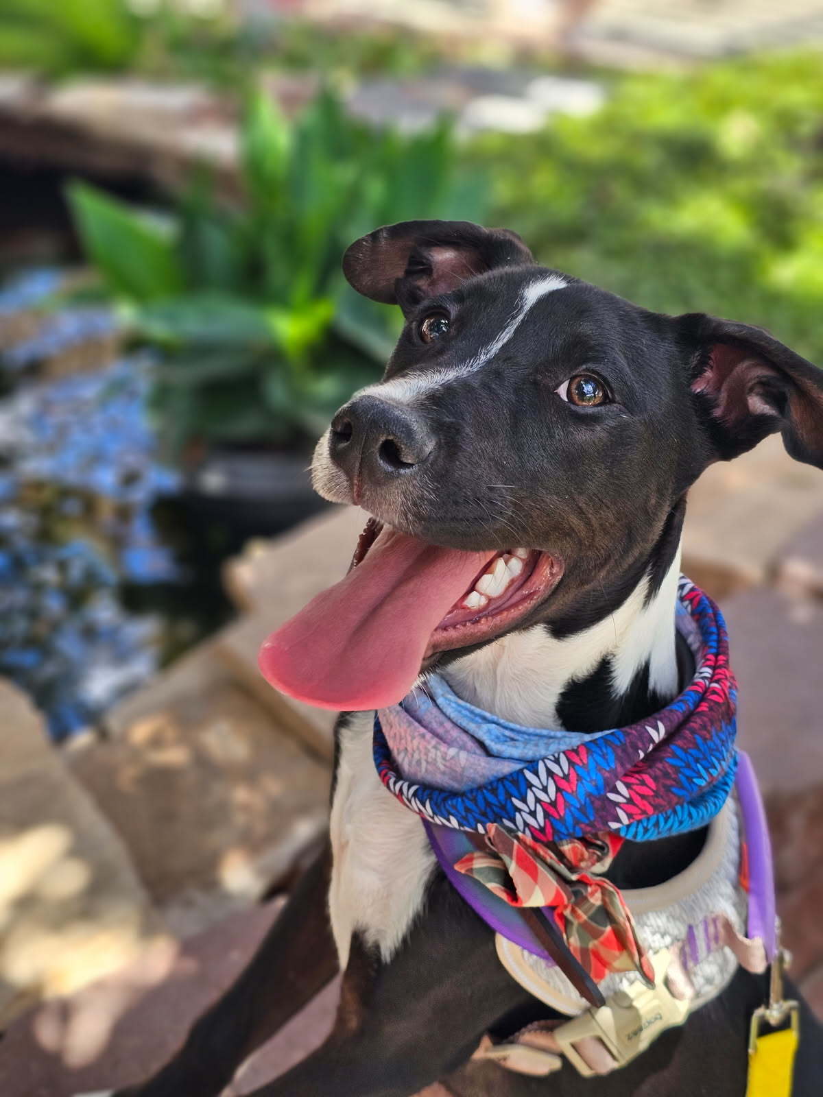 Oreo