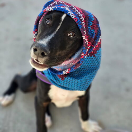 Oreo