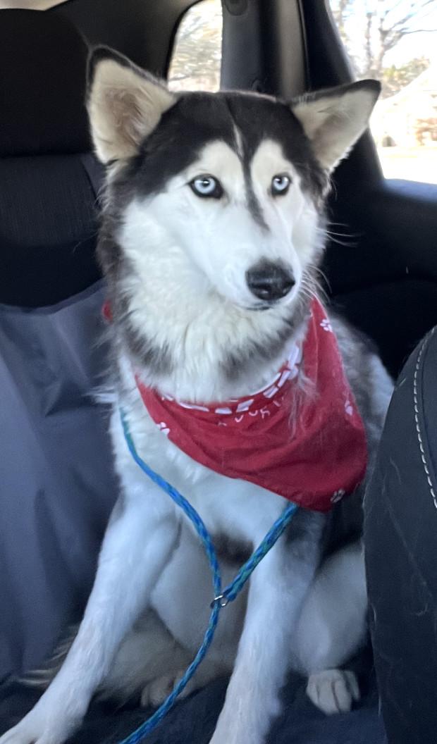 Belle *Foster Needed*