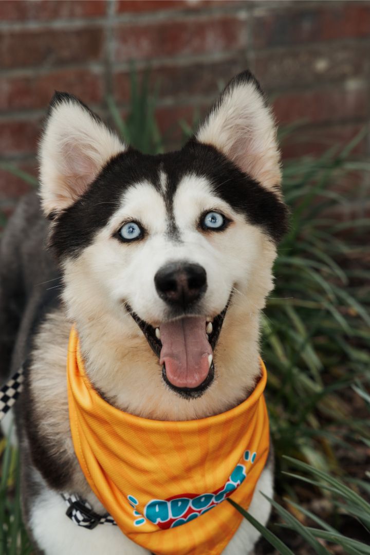 Belle *Foster Needed* 1