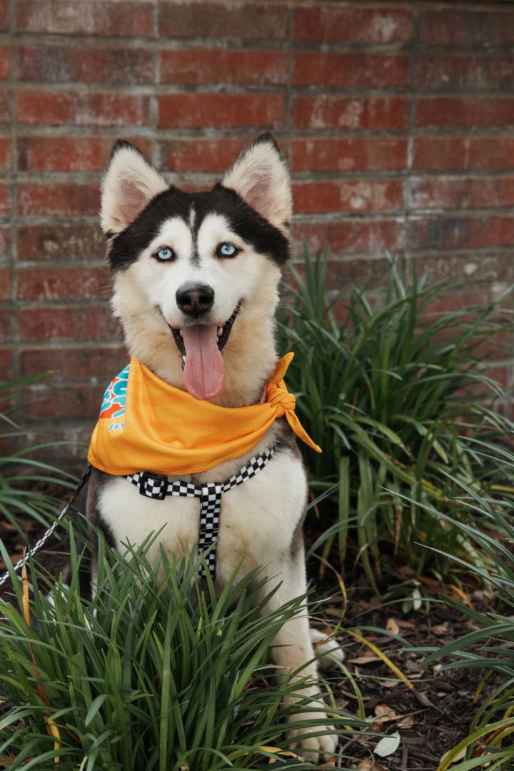 Belle *Foster Needed* 2