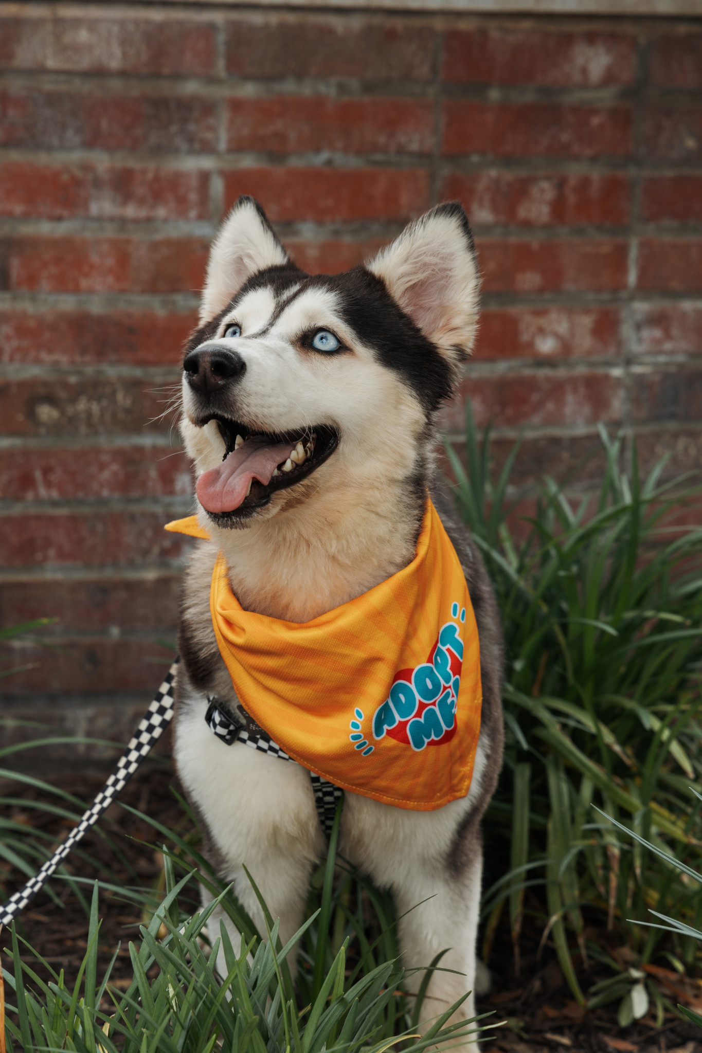 Belle *Foster Needed*