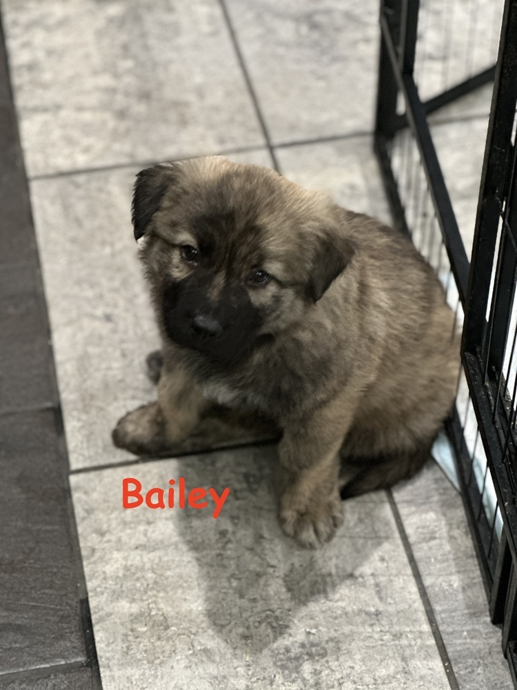 Bailey