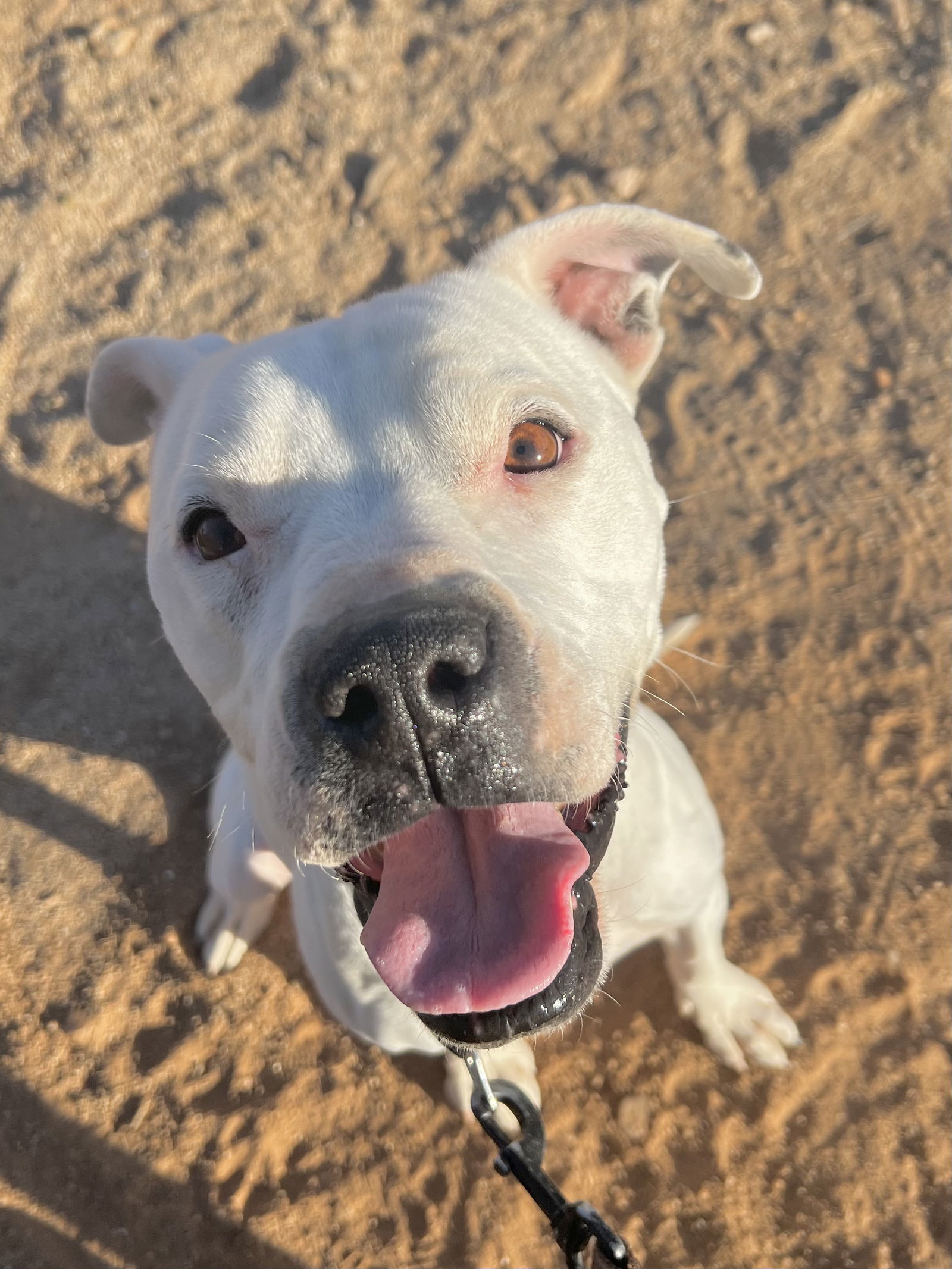 Ruthie (Courtesy post)