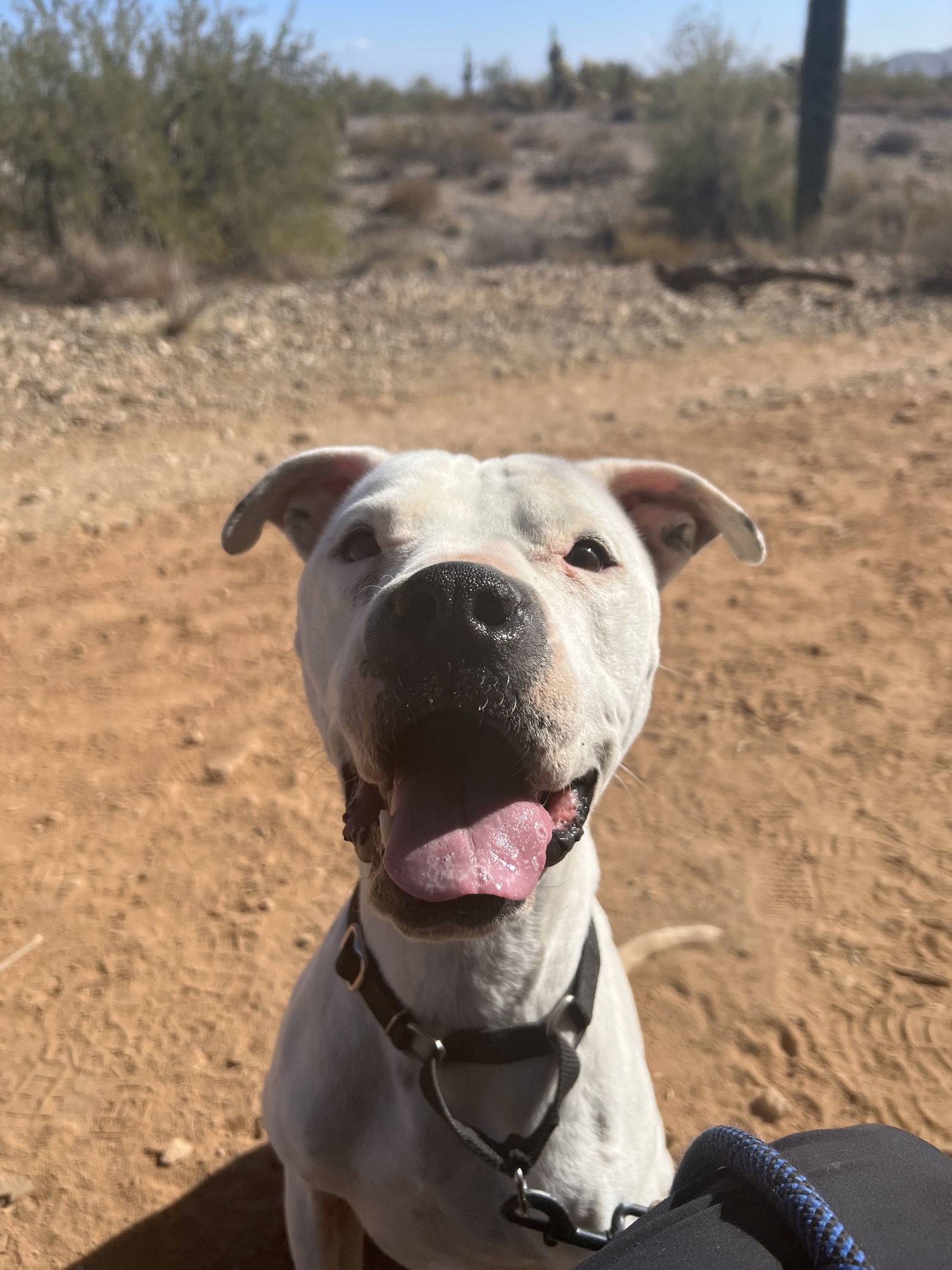 Ruthie (Courtesy post)
