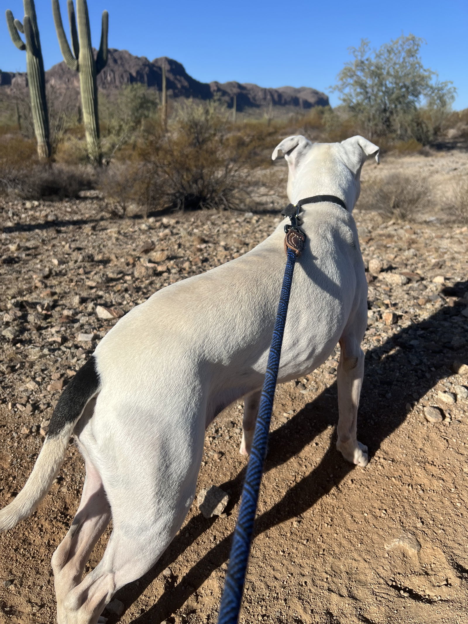 Ruthie (Courtesy post)