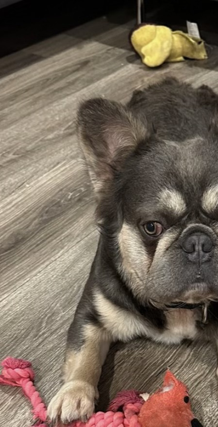 Louie