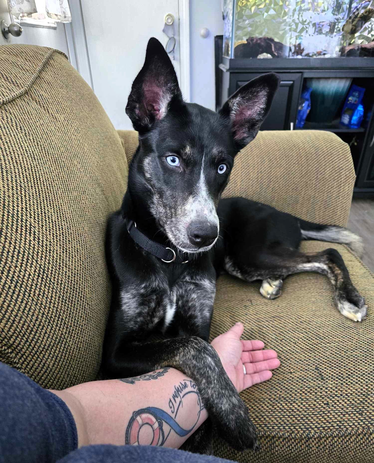 Lady, an adoptable Mixed Breed in Shelburne, VT, 05482 | Photo Image 1