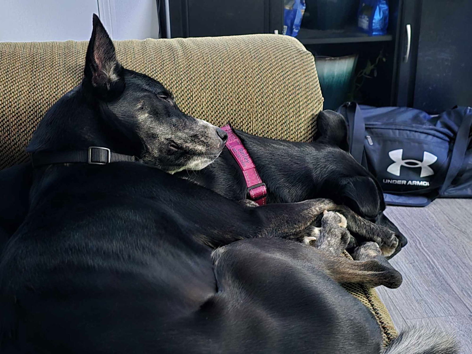 Lady, an adoptable Mixed Breed in Shelburne, VT, 05482 | Photo Image 3