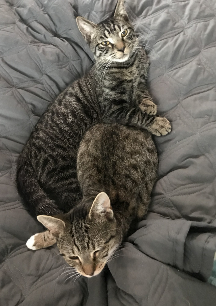 Sweethearts Monkey & Banana