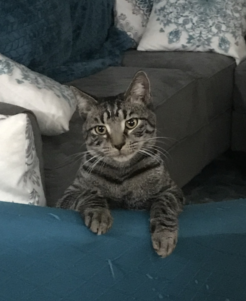 Sweethearts Monkey & Banana