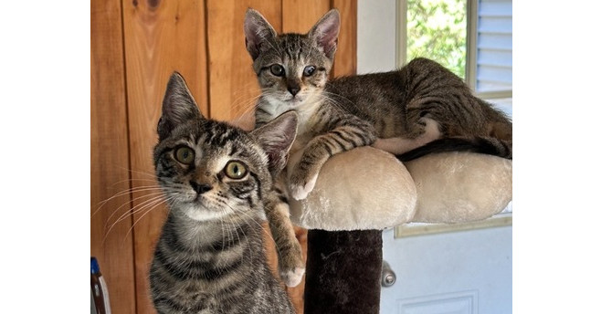 Sweethearts Monkey & Banana