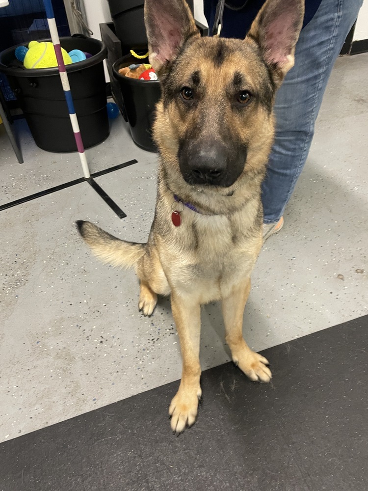 Koda, an adoptable German Shepherd Dog in Suamico, WI, 54173 | Photo Image 1