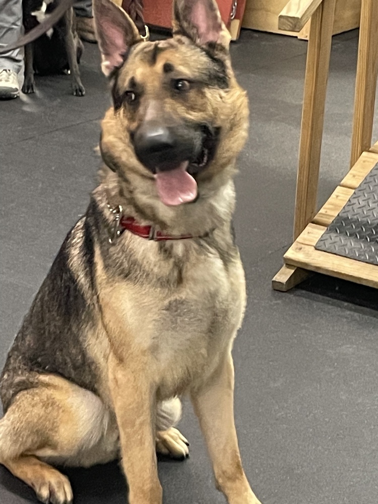 Koda, an adoptable German Shepherd Dog in Suamico, WI, 54173 | Photo Image 3