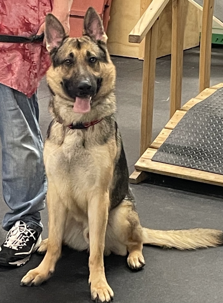 Koda, an adoptable German Shepherd Dog in Suamico, WI, 54173 | Photo Image 4