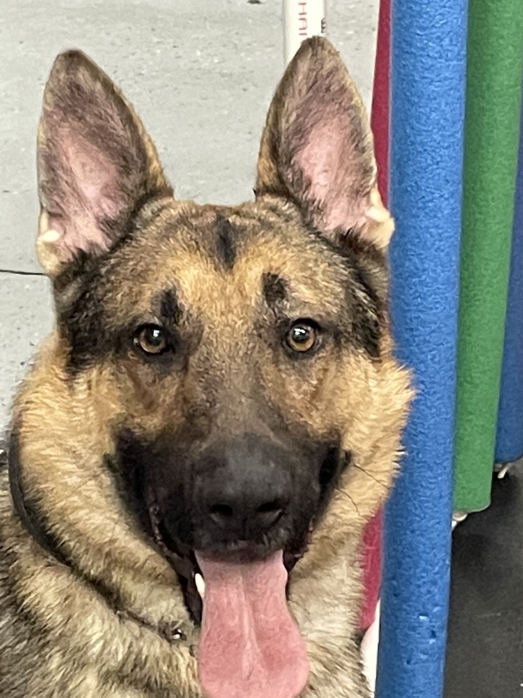 Koda, an adoptable German Shepherd Dog in Suamico, WI, 54173 | Photo Image 5