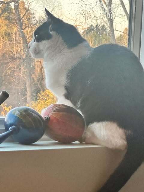 Oreo