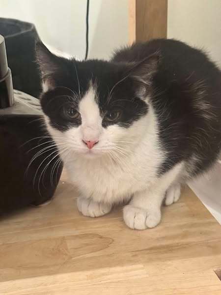 Oreo 3