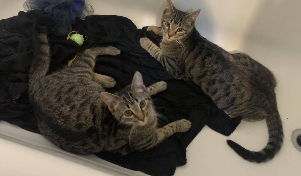 Neil, an adoptable Domestic Short Hair in Emporia, KS, 66801 | Photo Image 3