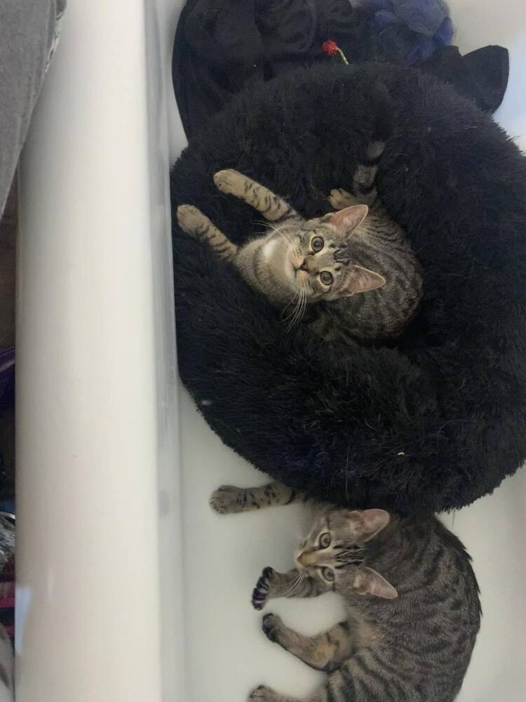 Neil, an adoptable Domestic Short Hair in Emporia, KS, 66801 | Photo Image 4