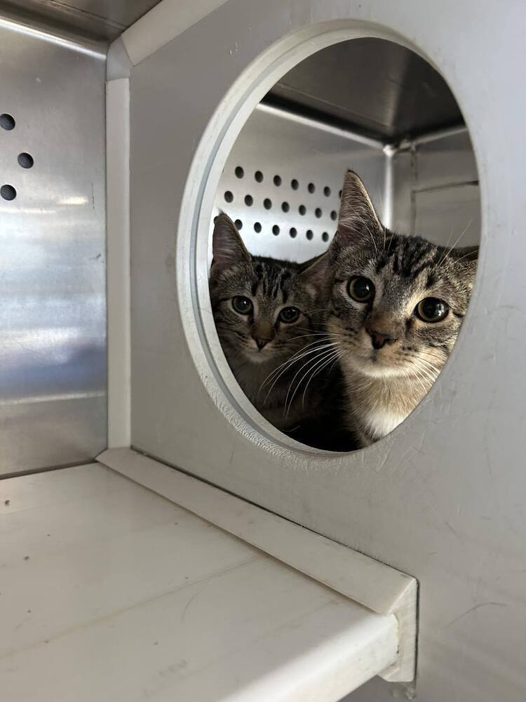 Drake, an adoptable Domestic Short Hair in Emporia, KS, 66801 | Photo Image 2