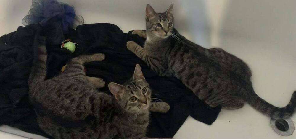 Drake, an adoptable Domestic Short Hair in Emporia, KS, 66801 | Photo Image 3