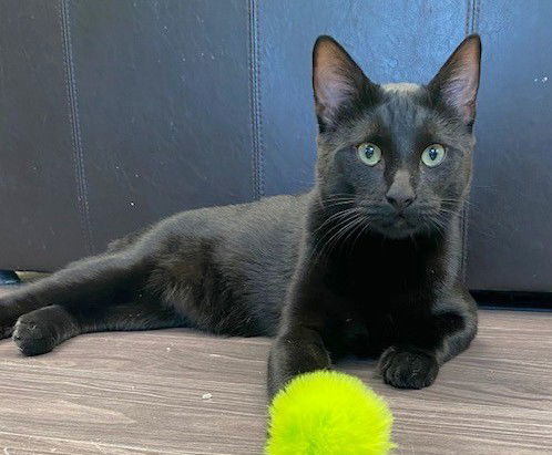 Sailor, an adoptable Domestic Short Hair in Shawnee, KS, 66226 | Photo Image 1