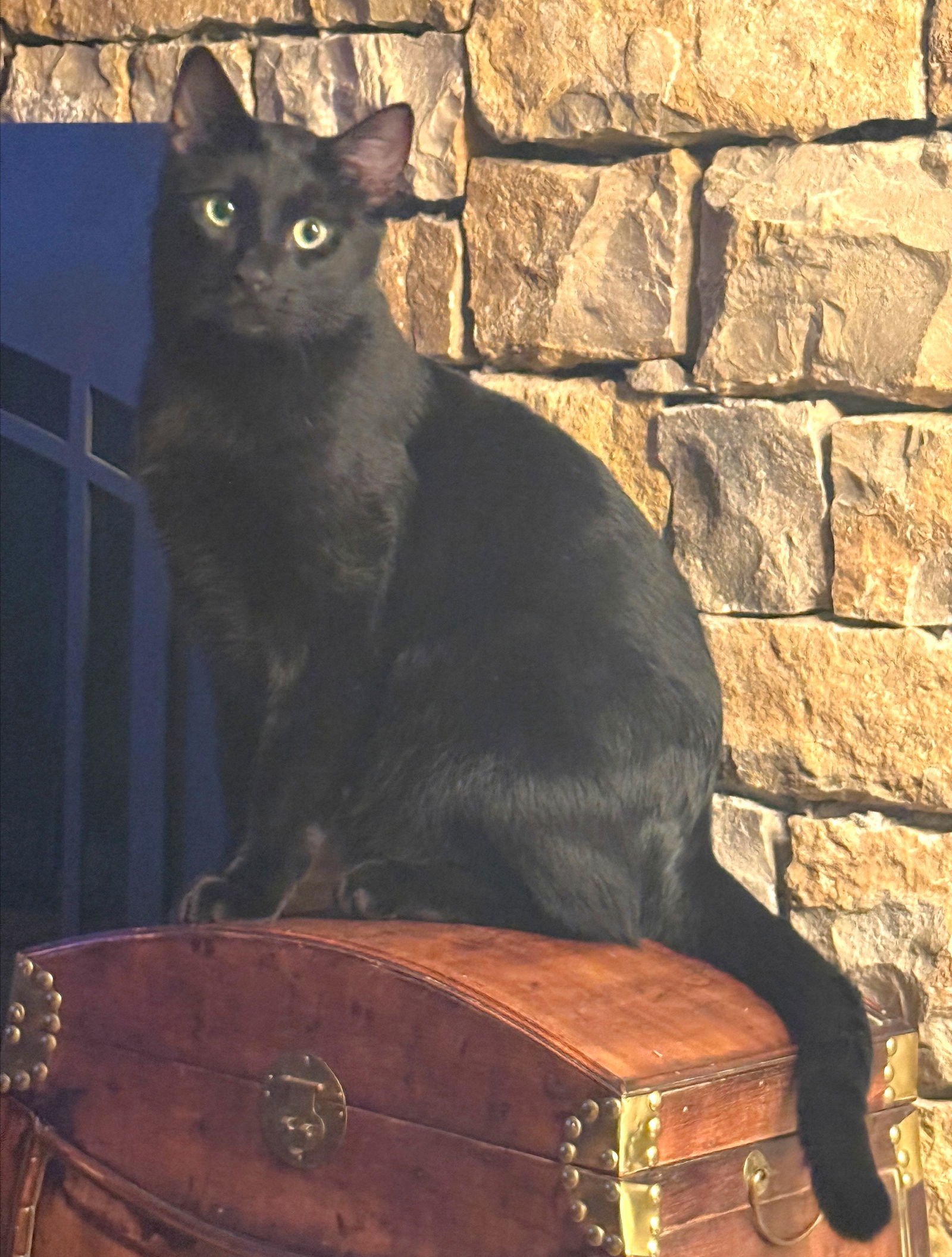 Sailor, an adoptable Domestic Short Hair in Shawnee, KS, 66226 | Photo Image 2