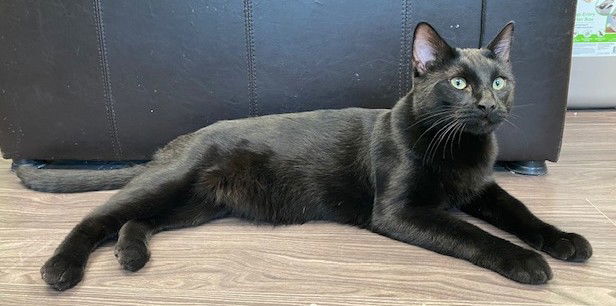 Sailor, an adoptable Domestic Short Hair in Shawnee, KS, 66226 | Photo Image 3