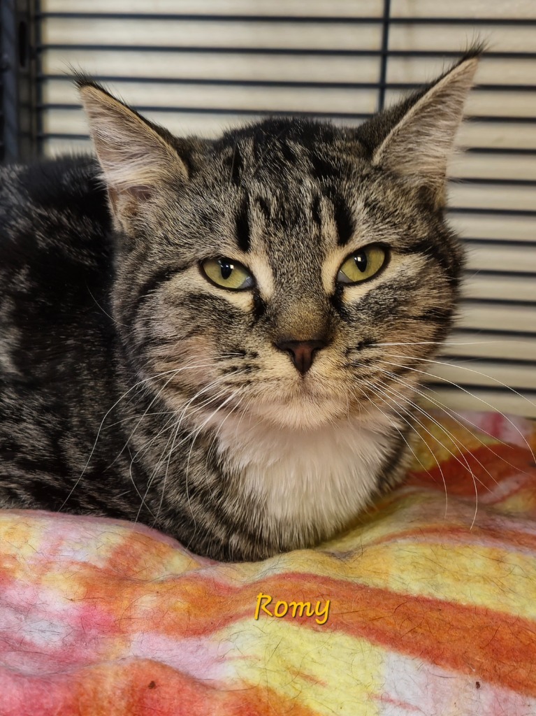 Romy
