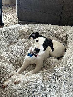 Marley