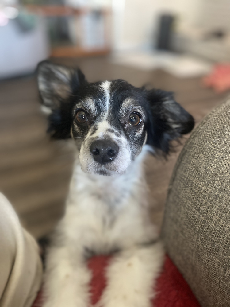Joey, an adoptable Papillon, Spaniel in San Diego, CA, 92130 | Photo Image 1