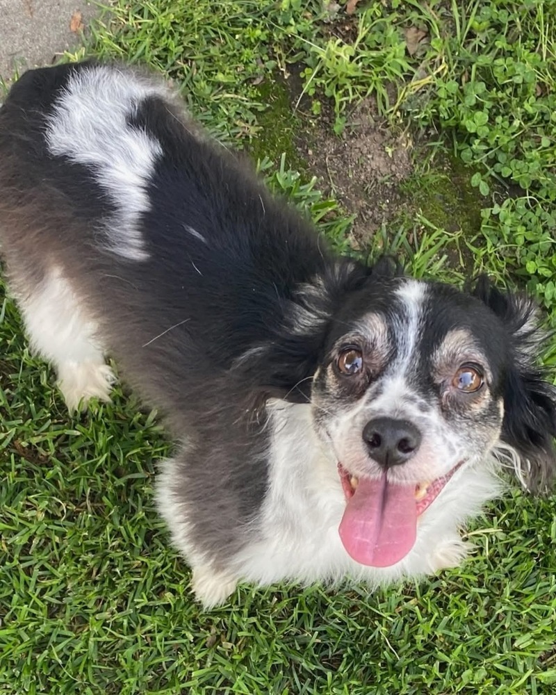 Joey, an adoptable Papillon, Spaniel in San Diego, CA, 92130 | Photo Image 2