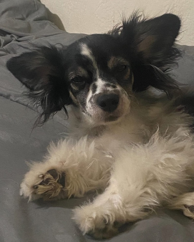 Joey, an adoptable Papillon, Spaniel in San Diego, CA, 92130 | Photo Image 3