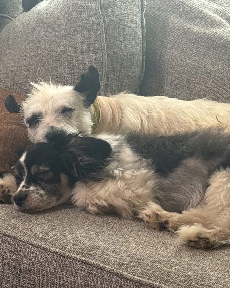 Joey, an adoptable Papillon, Spaniel in San Diego, CA, 92130 | Photo Image 4
