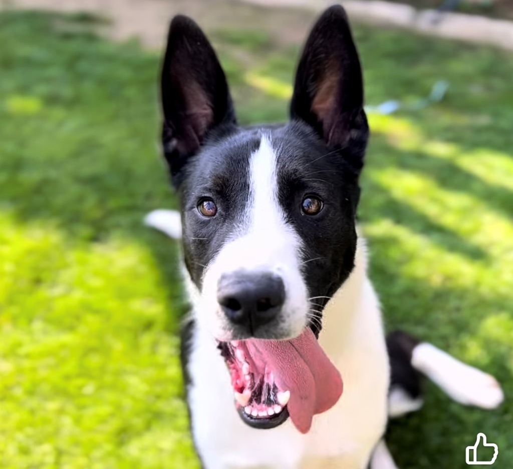 Silas, an adoptable McNab in Tehachapi, CA, 93561 | Photo Image 1